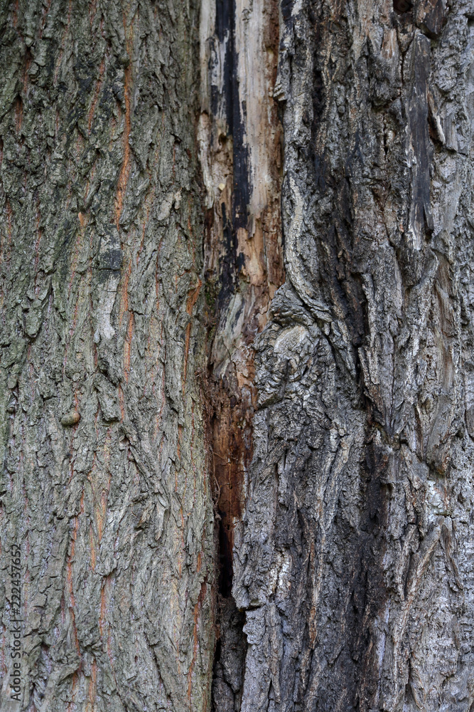 The textured surface of the bark of the old perennial deciduous tree
