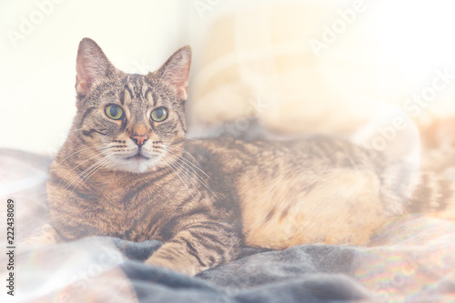 Frontal view of cat with stripes and green eyes