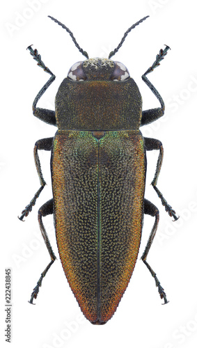 Beetle Anthaxia senicula on a white background © als