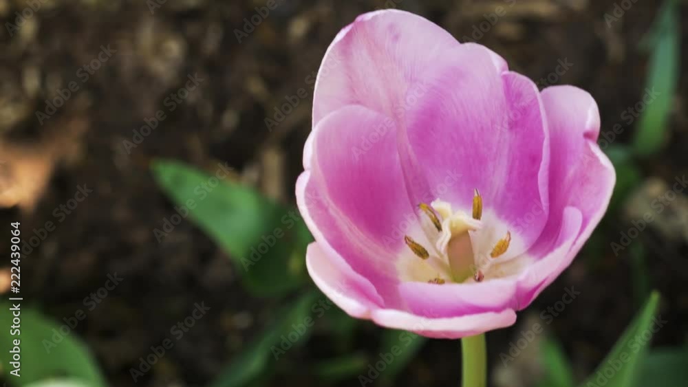 Close up of pink Tulip flower head with yellow pollen on stamens Close up of pink Tulip flower head with yellow pollen on stamens