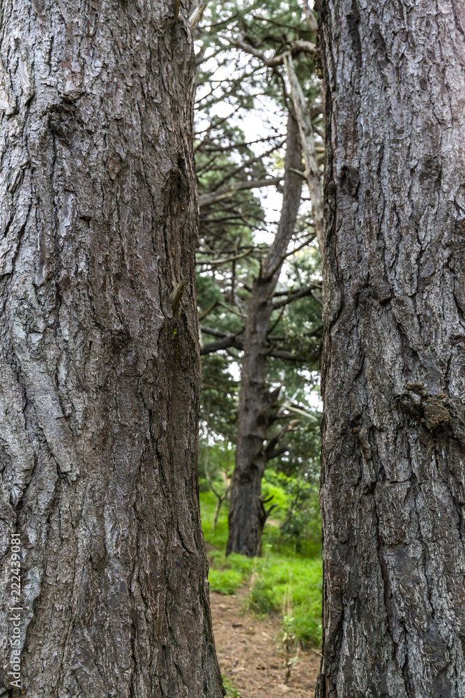 Forest landscape in Mount Victoria in Wellington, New zealand Forest landscape in Mount Victoria in Wellington, New zealand