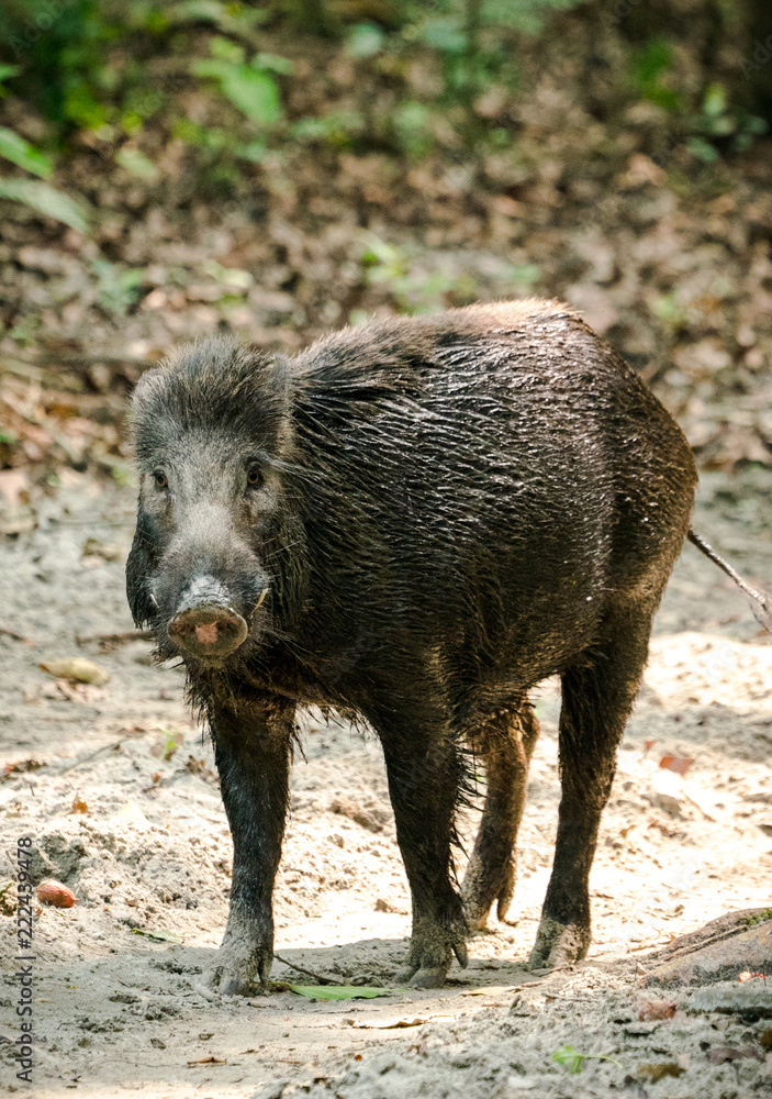 Wild boar male feeding in the jungle Wild boar male feeding in the jungle
