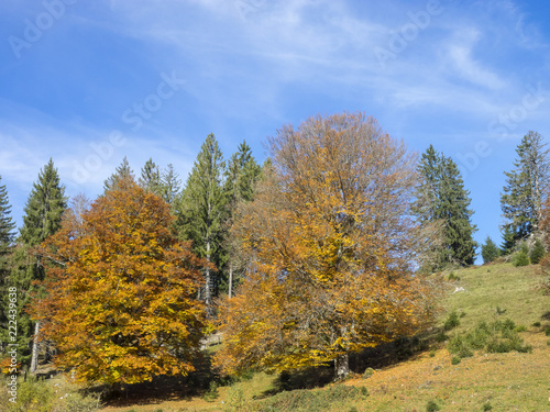 Fagus sylvatica. Houppiers de hêtres communs de Forêt-Noire en Allemagne aux couleurs cuivrées d'automne. 