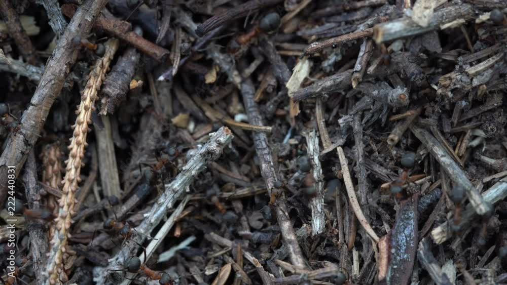 Big anthill in the woods. Big anthill with colony of ants in summer forest. Ants on the anthill in the woods closeup, macro Big anthill in the woods. Big anthill with colony of ants in summer forest. Ants on the anthill in the woods closeup, macro