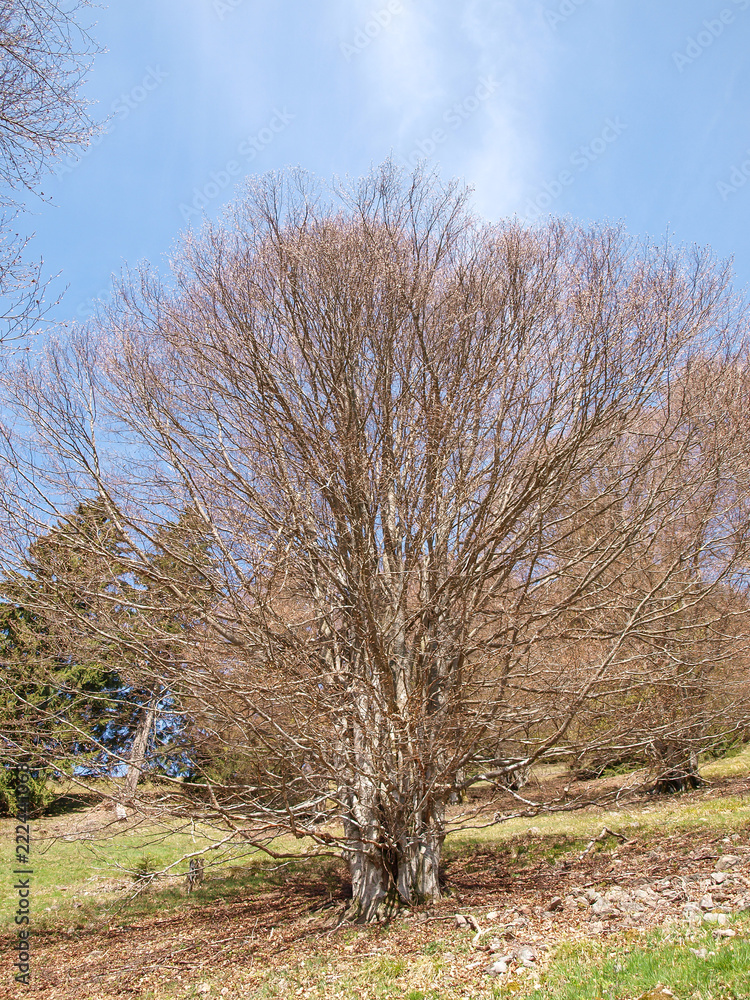 Fagus sylvatica. Houppiers de hêtres communs de Forêt-Noire en Allemagne Fagus sylvatica. Houppiers de hêtres communs de Forêt-Noire en Allemagne