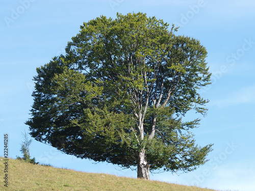 Fagus sylvatica. Houppiers de hêtres communs de Forêt-Noire en Allemagne  photo