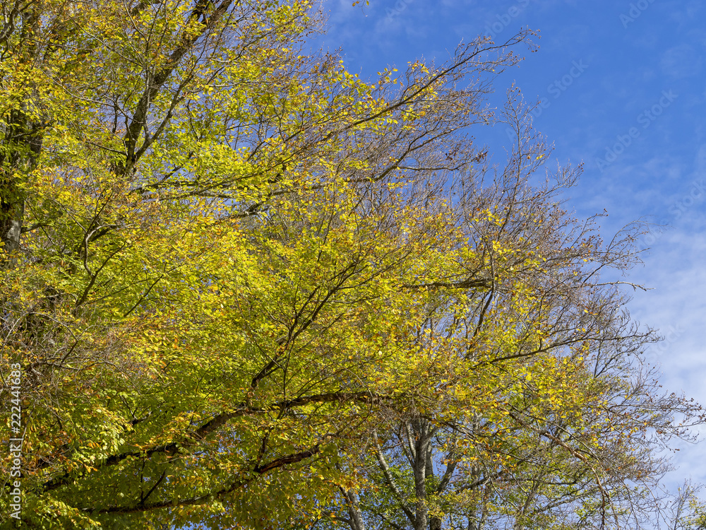 Fagus sylvatica. Houppiers de hêtres communs de Forêt-Noire en Allemagne 