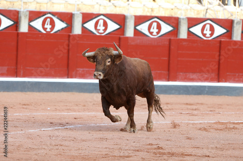 Toro bravo en la plaza photo