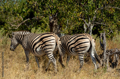 Zebra in bush, Botsvana Africa wildlife
