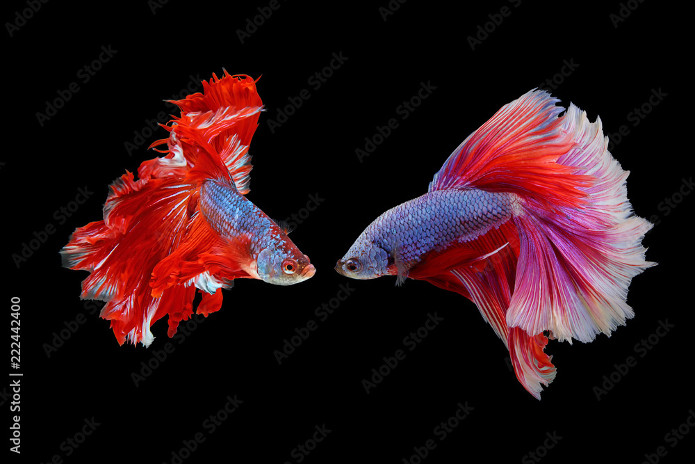  Rhythmic of couple red - white betta fish, siamese fighting fish betta isolated on black background