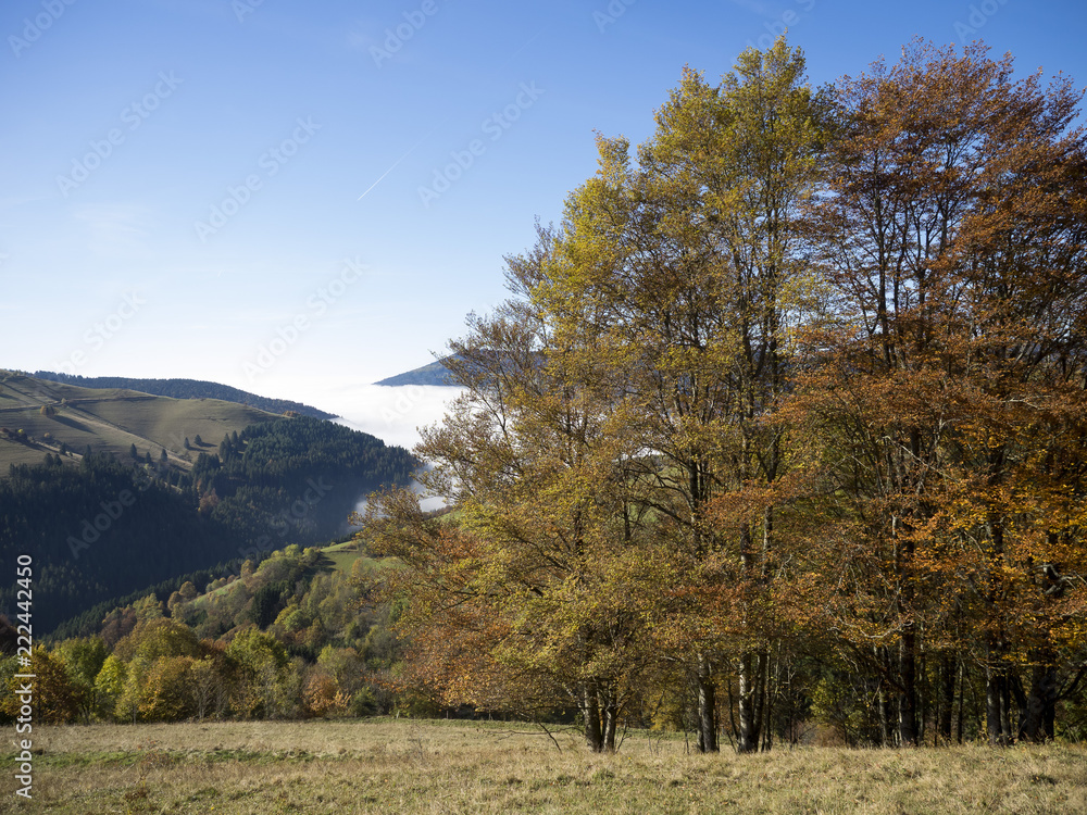 Fagus sylvatica. Houppiers de hêtres communs de Forêt-Noire en Allemagne aux couleurs d'automne. 