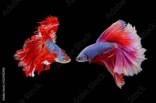  Rhythmic of couple red - white betta fish, siamese fighting fish betta isolated on black background © isarescheewin
