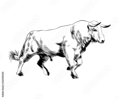 Vector engraved style illustration for posters, decoration and print. Hand drawn sketch of bull in black isolated on white background. Detailed vintage etching style drawing.