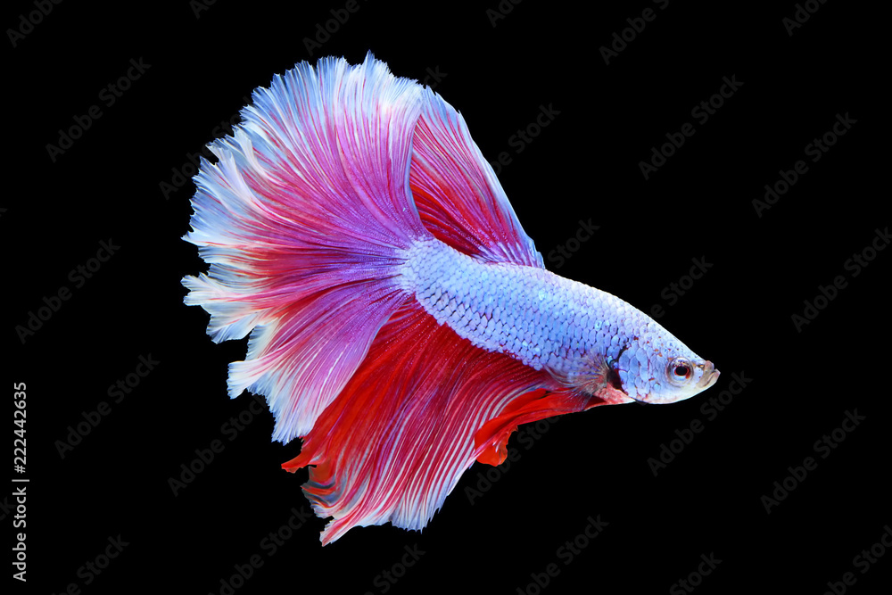 Rhythmic of red - white betta fish, siamese fighting fish betta isolated on black background Rhythmic of red - white betta fish, siamese fighting fish betta isolated on black background
