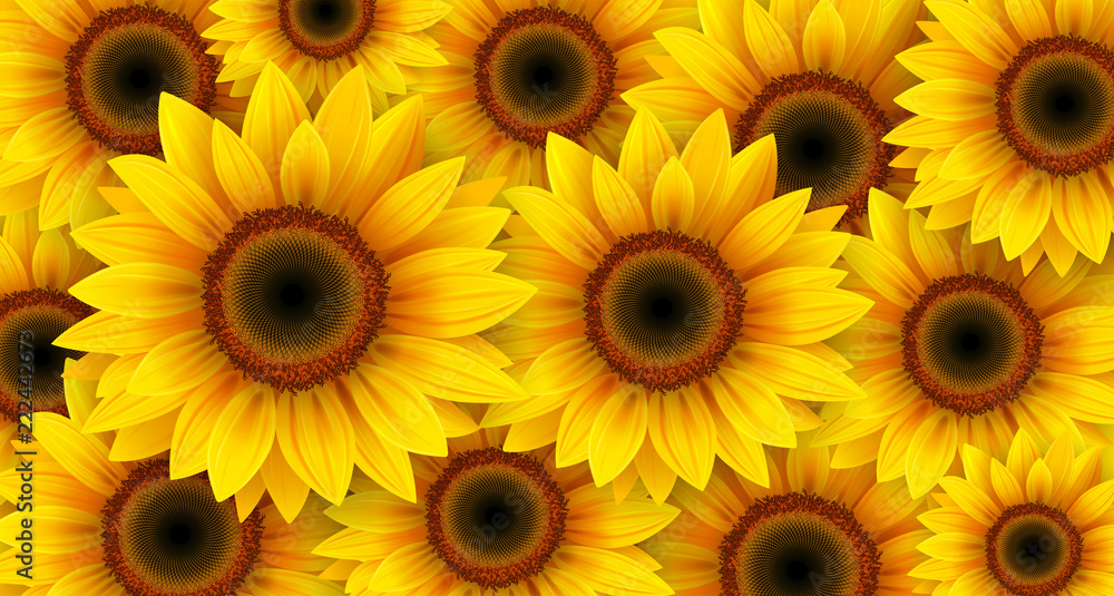 Naklejka premium Sunflowers background, summer flowers vector illustration.