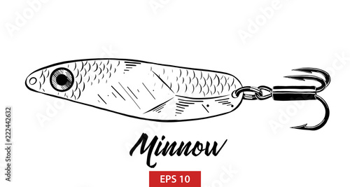 Vector engraved style illustration for posters, decoration and print. Hand drawn sketch of fish minnow in black isolated on white background. Detailed vintage etching style drawing.