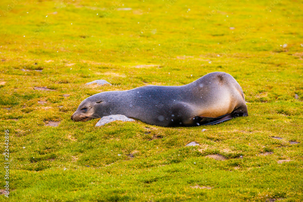 Fototapeta premium Cute Penguins Seals Sea Lions Elephant
