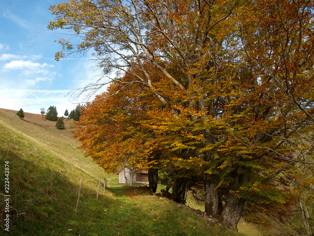 Fagus sylvatica. Houppiers de hêtres communs de Forêt-Noire en Allemagne aux couleurs d'automne.