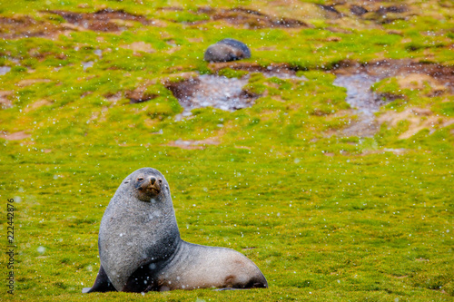Cute Penguins Seals Sea Lions Elephant
