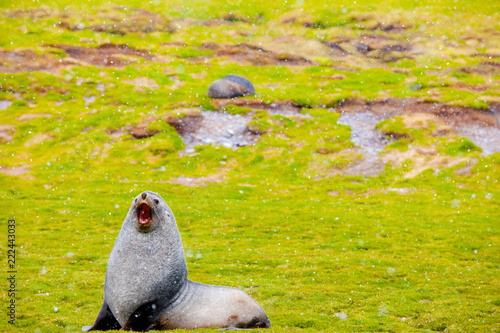 Cute Penguins Seals Sea Lions Elephant