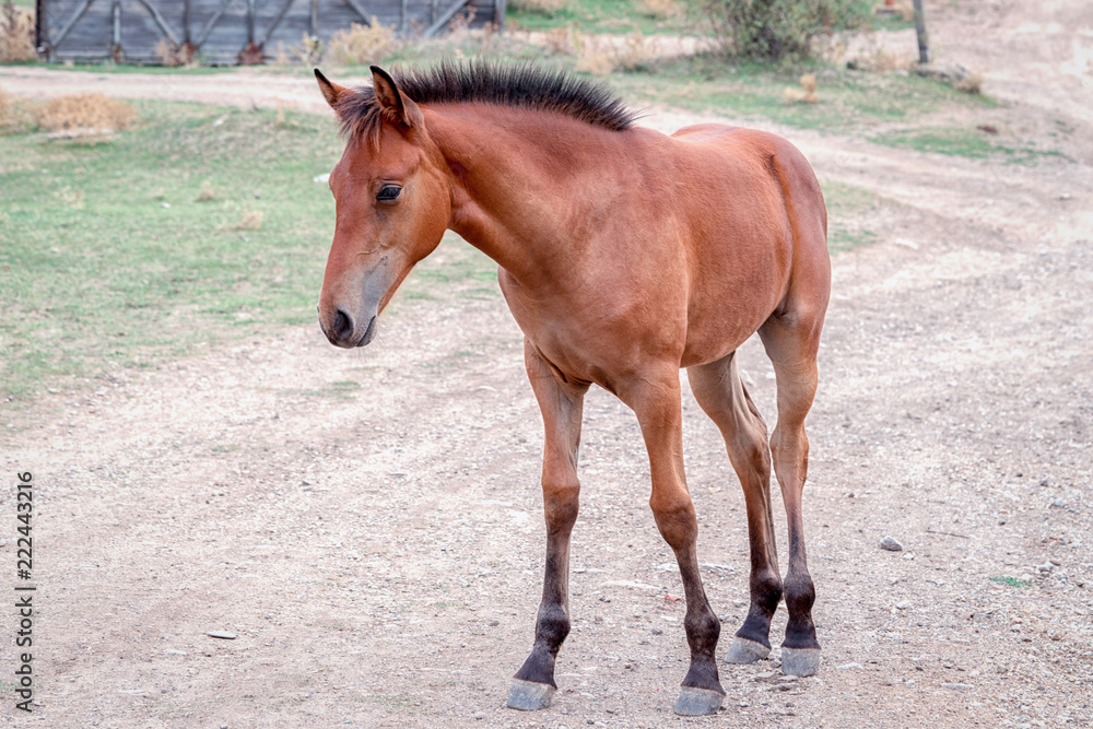 one foal standing on the road outdoor full size portrait one foal standing on the road outdoor full size portrait