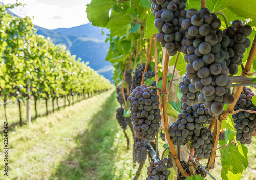 Pinot Grigio grape variety. Pinot Grigio is a white wine grape variety that is made from grapes with grayish  white red  and or purple skins. Trentino Alto Adige  Italy. Guyot Vine Training System