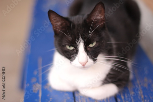 Fototapeta Naklejka Na Ścianę i Meble -  portrait of a cat blue white black