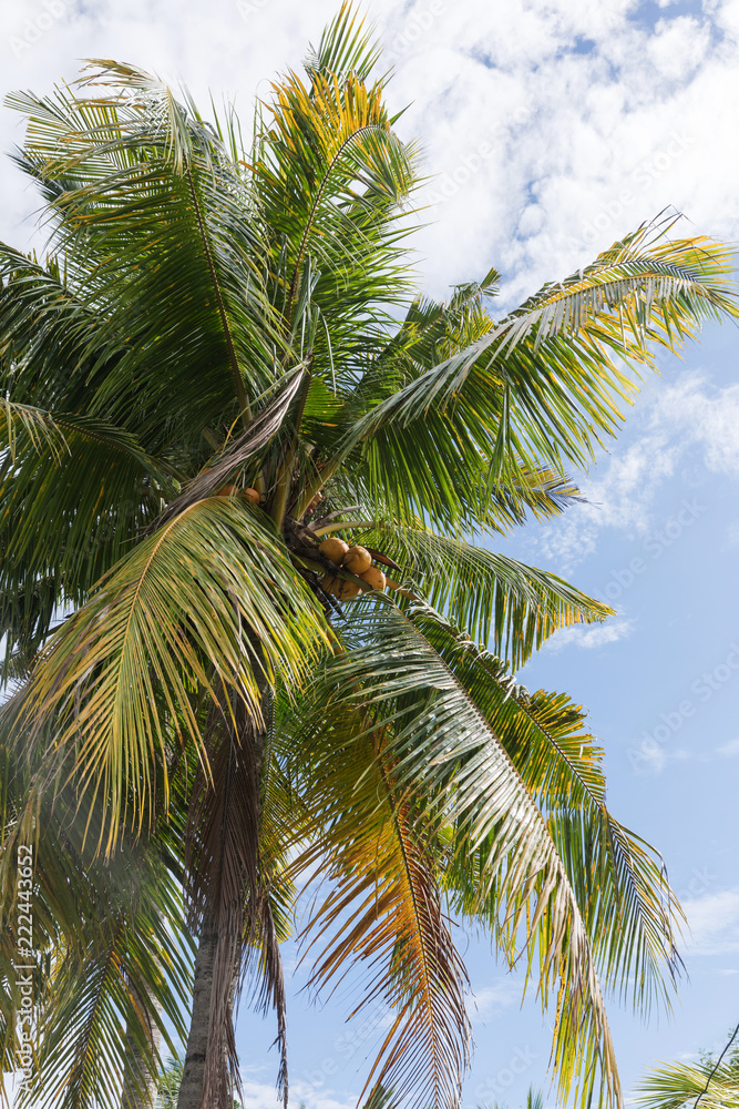 Fototapeta premium Green palm tree with coconuts