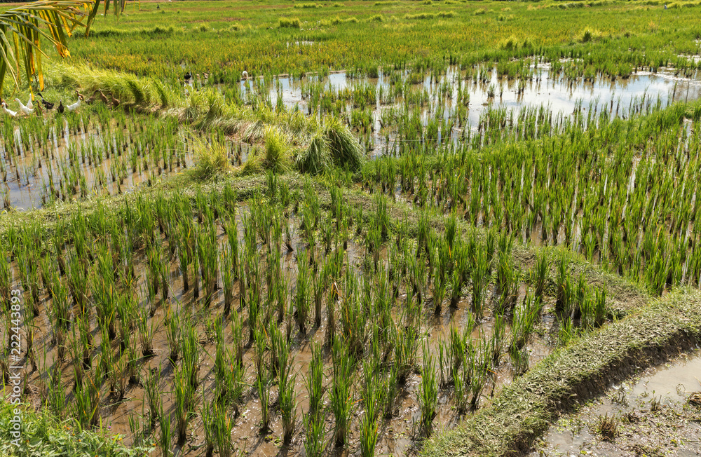 Bali island growing rice field with ducks - organic agriculture Bali island growing rice field with ducks - organic agriculture