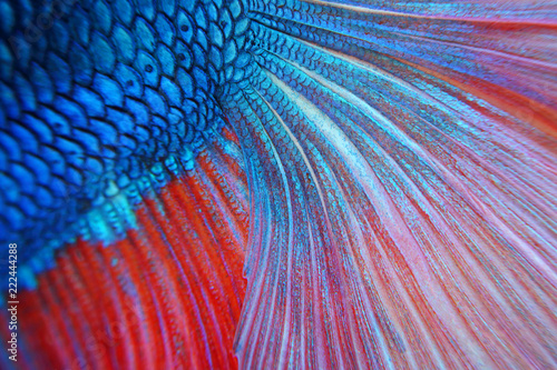 Photography Close up of the skin of colorful fighting fish with full background