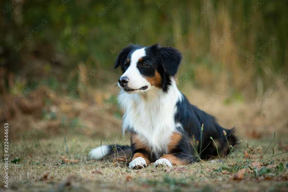 aufmerksamer Bodercollie