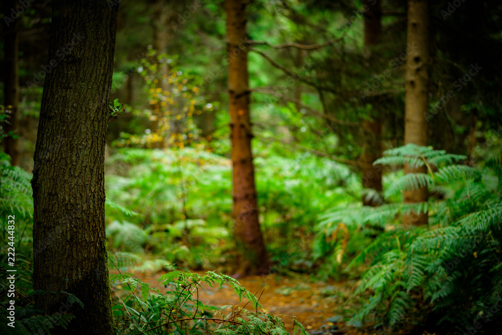 Ferns covering the ground, Natural Woodland Ferns covering the ground, Natural Woodland