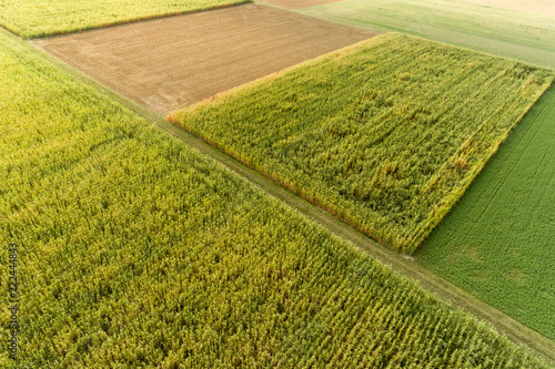 Luftbild Maisfelder kurz vor der Ernte