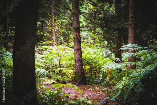 Ferns covering the ground  Natural Woodland