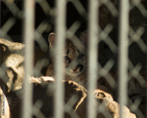 The cougar kitten is locked alone in a cage, looking sadly at freedom