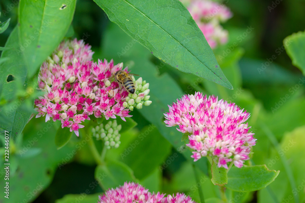 Delicate pink and red flowers of Sedum with bee Delicate pink and red flowers of Sedum with bee