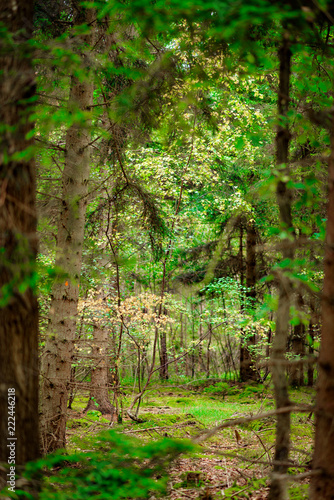 Autumnal leaves on a Birch tree saplingNatural Woodland