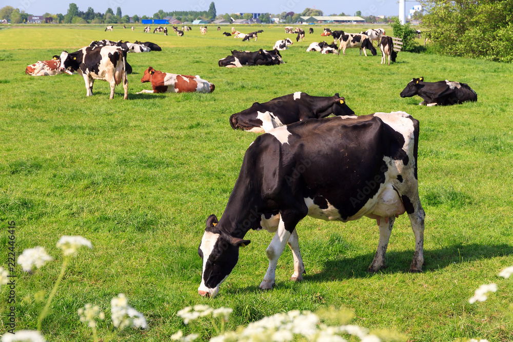 Beautiful black and white marked cow (Holstein Friesians, Bos Taurus) in a pasture in spring in the Netherlands
Beautiful black and white marked cow (Holstein Friesians, Bos Taurus) in a pasture in spring in the Netherlands