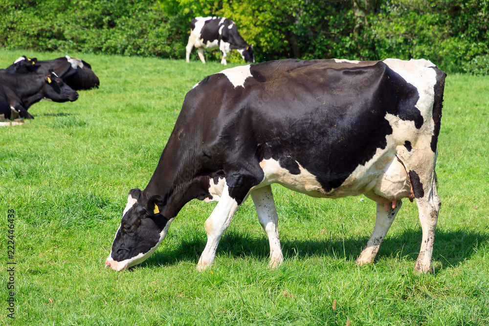 Beautiful black and white marked cow (Holstein Friesians, Bos Taurus) in a pasture in spring in the Netherlands
