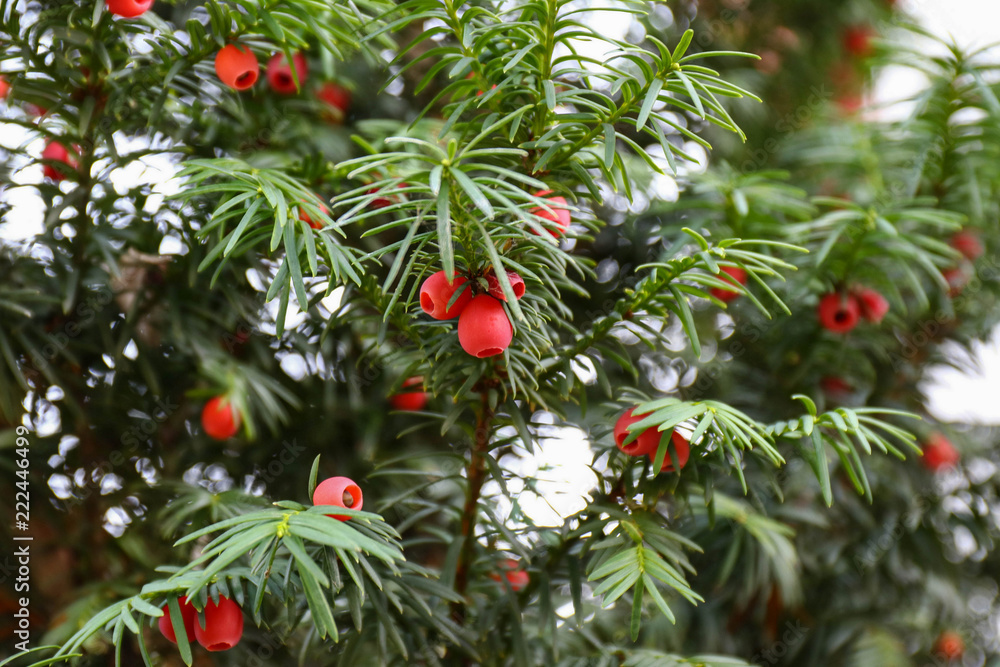 Branch of yew tree with berries
