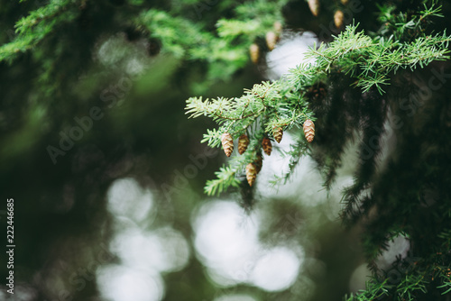 Small Pine tree cones growing, Natural Woodland
