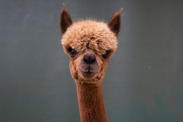 Sierkussen Lama Lichtbruine alpaca in close-up  © sebastianmuhlb