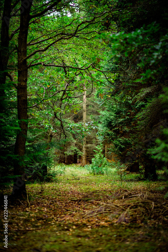 Natural Woodland Enviroment with moss covered ground.