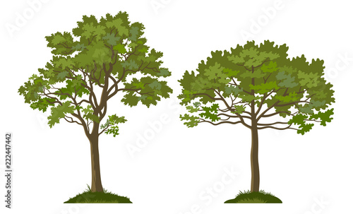 Summer Landscapes, Trees Pine and Maple on the Green Grass, Isolated on White Background. Vector