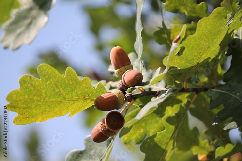 acorns on tree