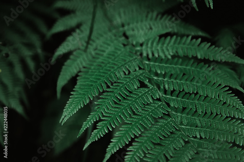 Beautiful dark natural fern pattern background made with young green fern leaves