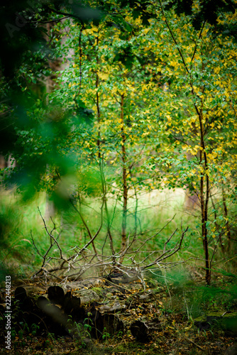 Fototapeta Naklejka Na Ścianę i Meble -  Yellow and Green autumn leaves, Natural Woodland