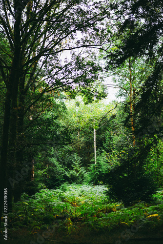 Natural Woodland clearing with Ferns growing.