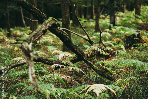 Ferns growing around a fallen tree, Natural Woodland