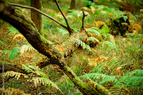 Ferns growing around a fallen tree  Natural Woodland